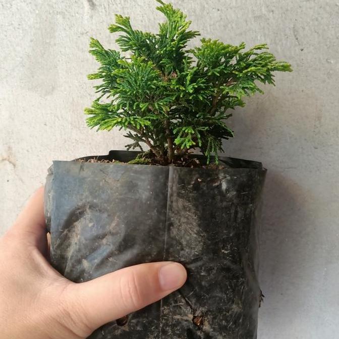 cemara enoki mini, tanaman cemara mini, cermara mini