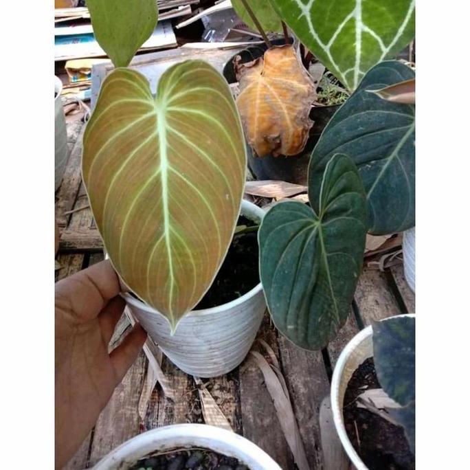 philodendron melanochrysum
