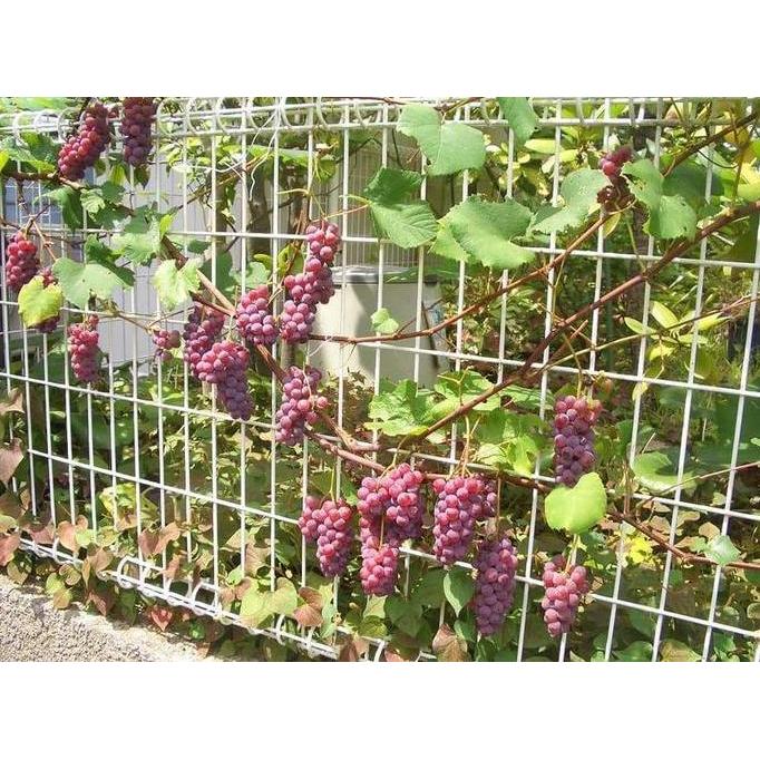 INFARM - Nutrisi AB Mix Anggur Pupuk Konvensional Tanah dan Hidroponik