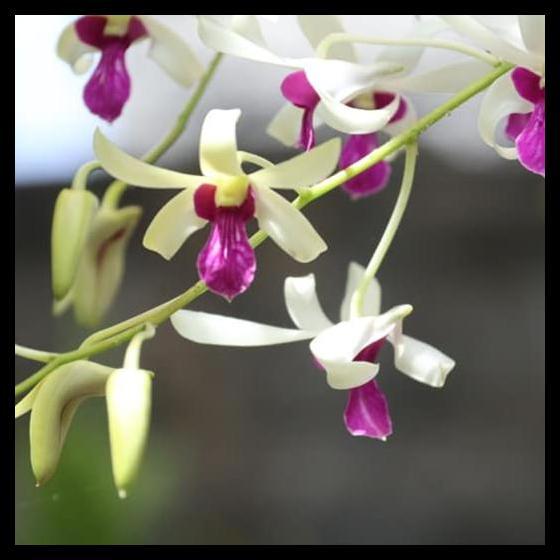 Promo / Dendrobium Mesangnil Dewasa