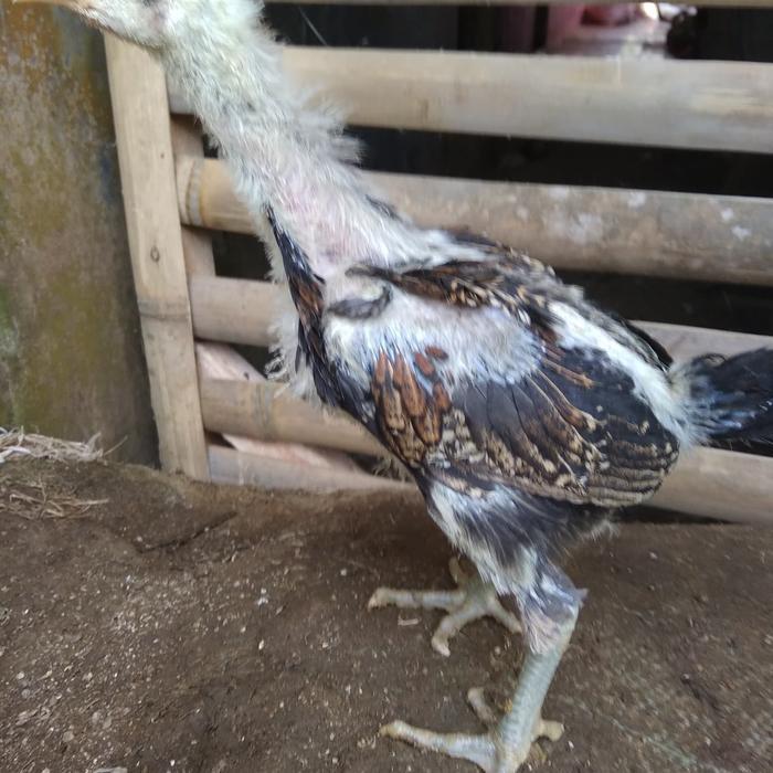 Paket 10ekor anakan ayam pelung jumbo usia 1,5bulan