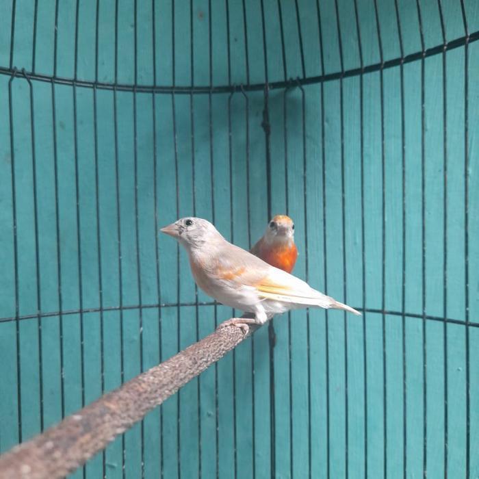 Burung red siskin double dilute