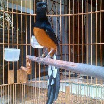 murai batu Medan Pastol Gacor prospekan