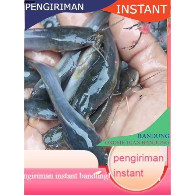 Bibit / benih ikan lele Sangkuriang 7 - 8 cm per 100 Ekor GROSIR  IKAN BANDUNG MURAH