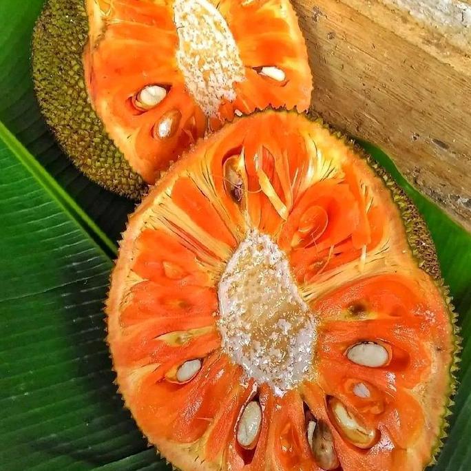 Bibit Nangka Merah Madu Jumbo Kualitas Premium Ketinggian Sekitar 60cm Tanaman Buah Segar TERJAMI