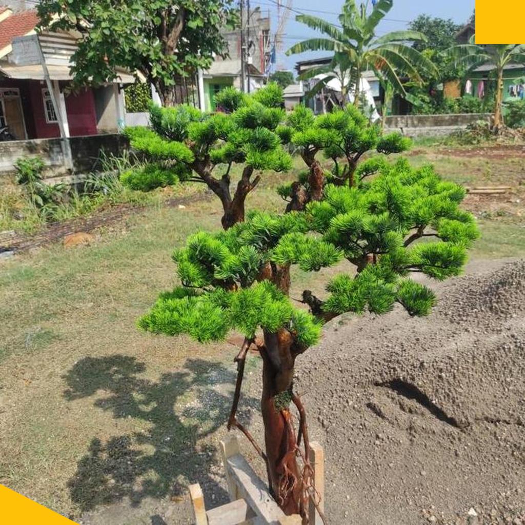 Pohon Bonsai Artificial Tanpa Pot// Tinggi 80 Cm// Pohon Bonsai Cemara Udang