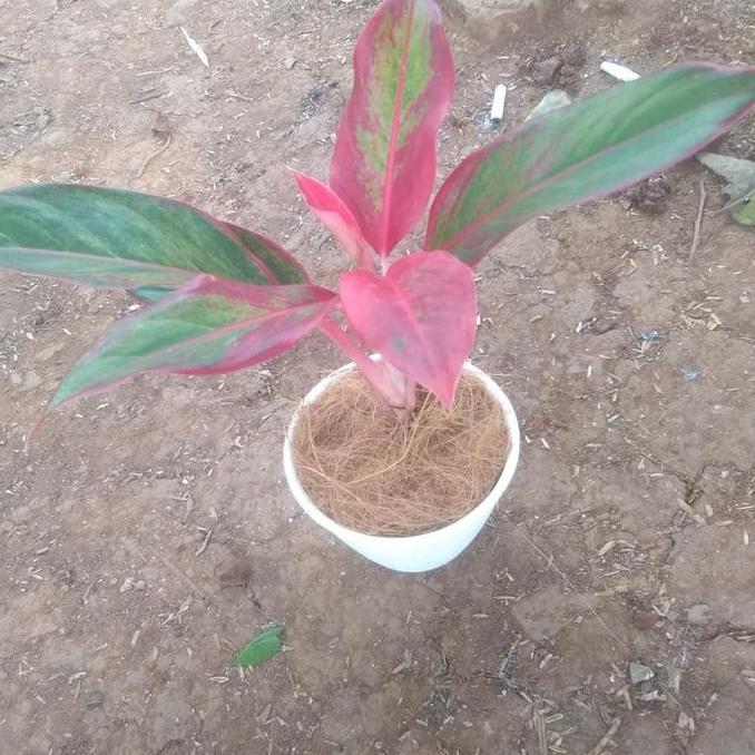 tanaman pot(aglonema)