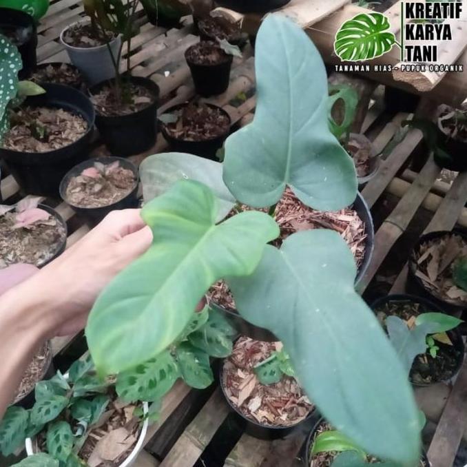 Tanaman hias philodendron violin - Violin golden - Violin silver