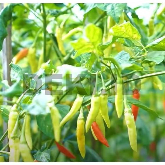 Benih Cabe Maros Bibit Cabai Rawit Unggul 10 Gram TBA Seed