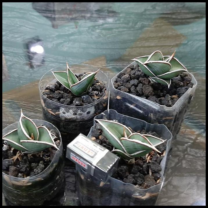 DISKON SANSE / SANSEVIERA RORIDA 1 POT 