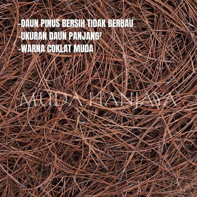 TERLARIS Alas Sarang Burung Serat Daun Pinus Cemara 1 Pack Besar untuk Aviary, Ternak dan Penetasan 