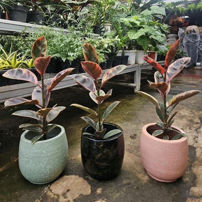 Ficus Elastica Tineke Ruby / Karet Kebo Variegata Ruby