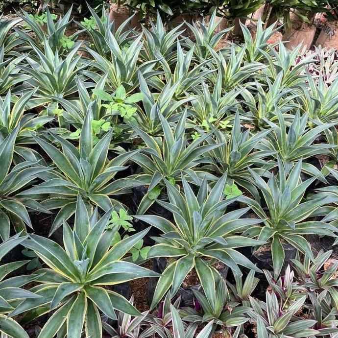 tanaman hias agave siklok varigata // tanaman siklok