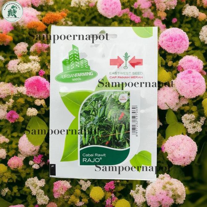 Benih Bibit Cabe Rawit Rajo Cap Panah Merah - CABAI RAWIT RAJO EAST WEST SEED
