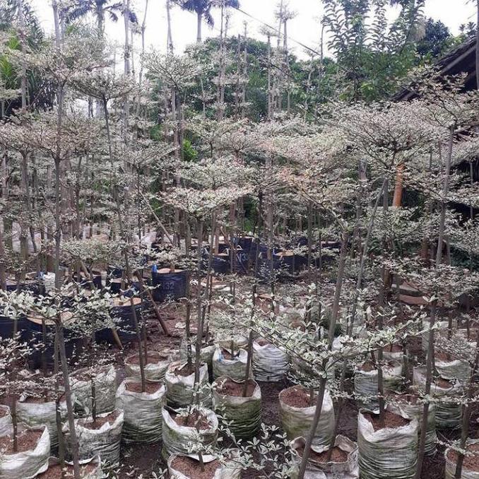 tanaman ketapang kencana varigata tinggi 2 meter