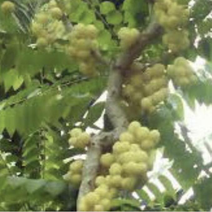 tanaman buah cermai // sudah berbuah