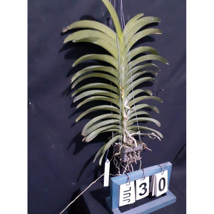 ( SPIKE / KNOP / BERBUNGA ) Vanda Goramgo x Kasem's Delight