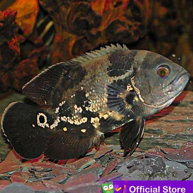 Hobiikan- Ikan Oscar Hitam Batik / Ikan Predator / Ikan Hias Aquascape