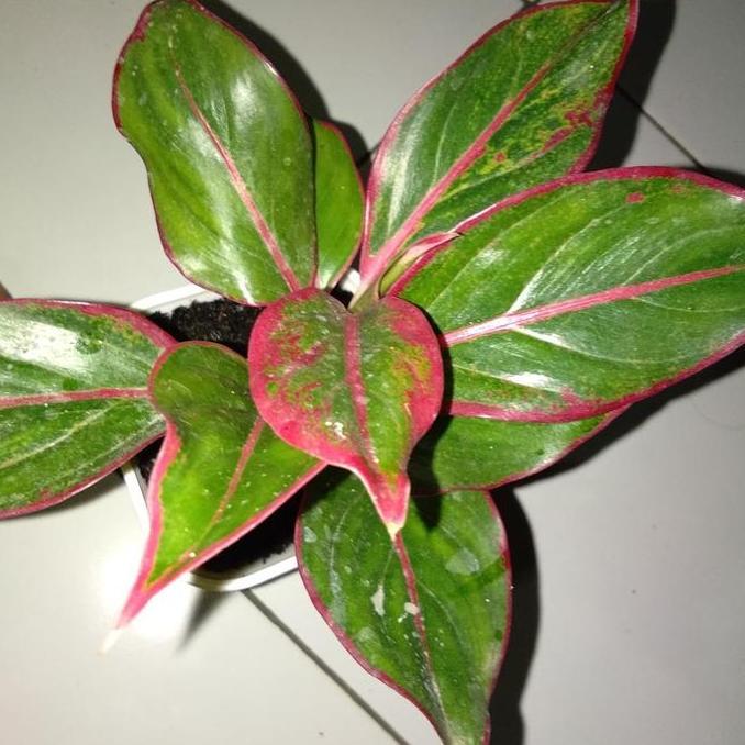tanaman pot(aglonema)