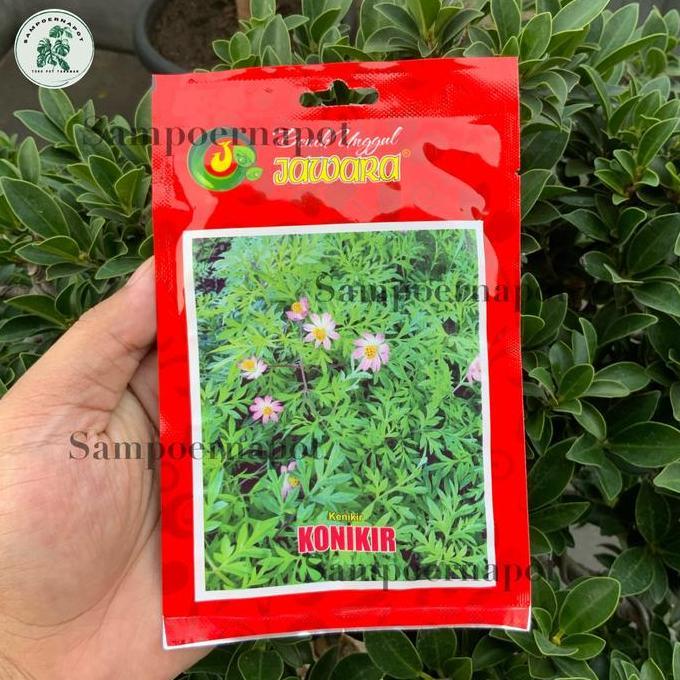 Benih Bibit Kenikir Konikir Benih Unggul Jawara - DAUN KENIKIR KONIKIR