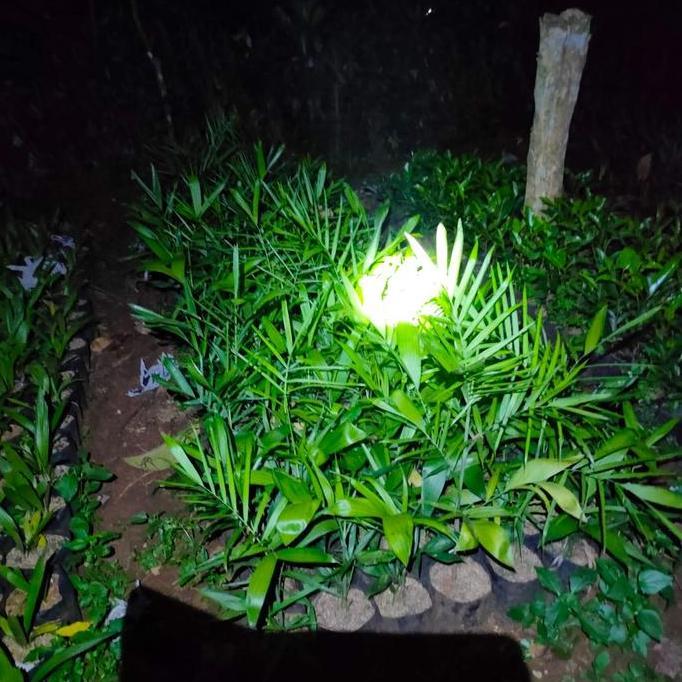 tanaman palem | pohon palem komodoria | pohon Pinang komodoria