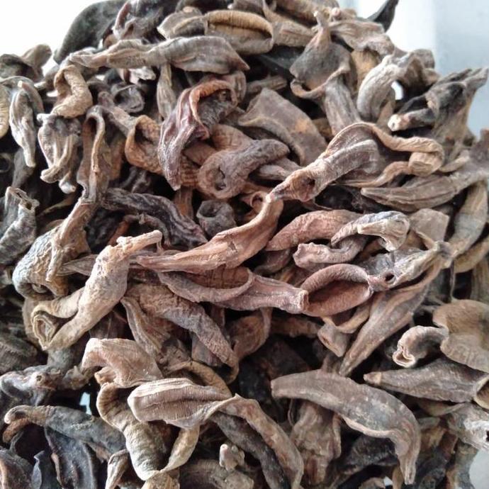 NEW lintah kering 37gr - asli 100% untuk stroke