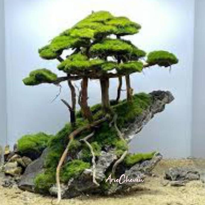 hiasan aquarium pohon bonsai hutan di atas tebing dekorasi aquascape hardscape