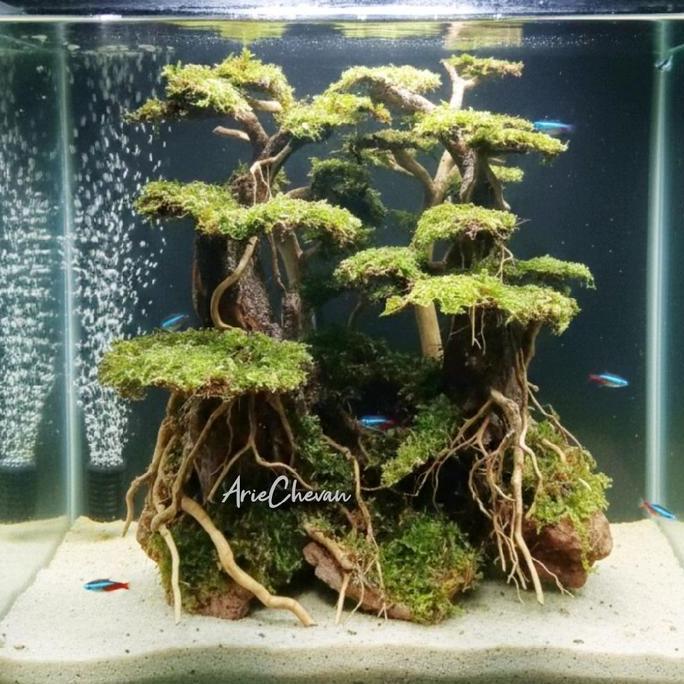 hiasan aquarium pohon bonsai jungle hardscape untuk aquascape siap pasang