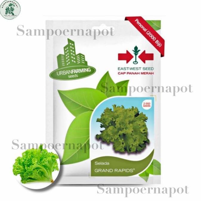 Giardino- Benih Bibit Selada Grand Rapids Cap Panah Merah - Selada Grand Rapids