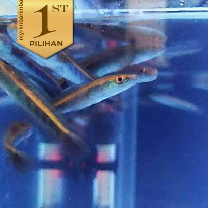 Baby Channa Yellow Sentarum (6-7cm) Ikan Hias Predator Hiasan Aquarium