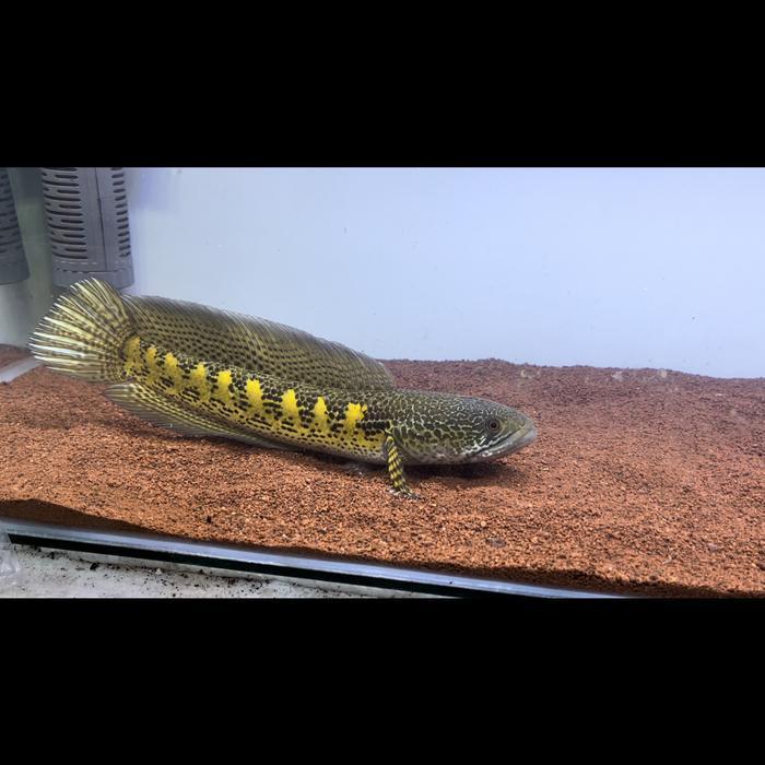 Channa Auranti JUMBO SIMET 31cm
