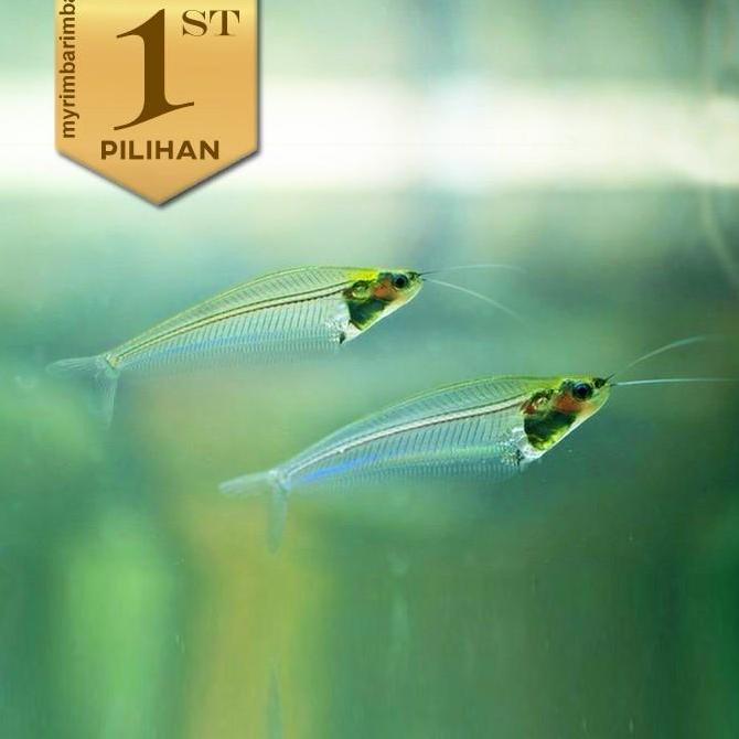Baby Lele Hantu Glass Catfish Ikan Hias Aquascape Hiasan Aquarium Tanaman