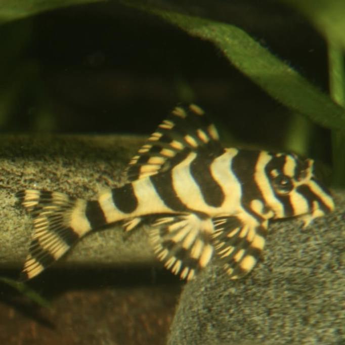pleco L134 leopard frog pleco