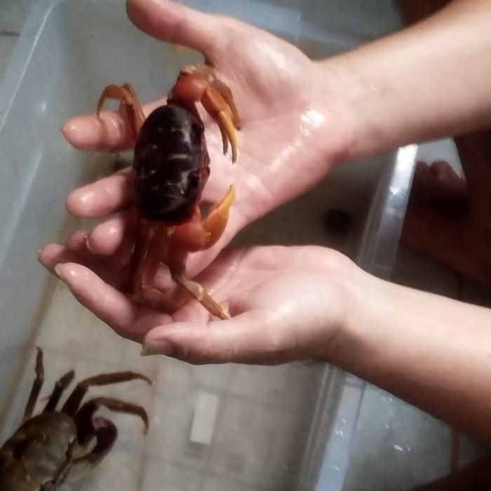 Kepiting Hias Discoplax Magna dan Carnifex Cardisoma Sudah Jinak