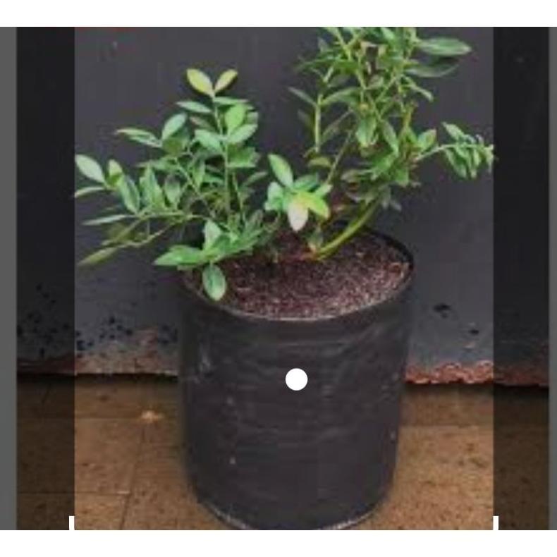 Promo Cod Planter Bag 15Liter ><