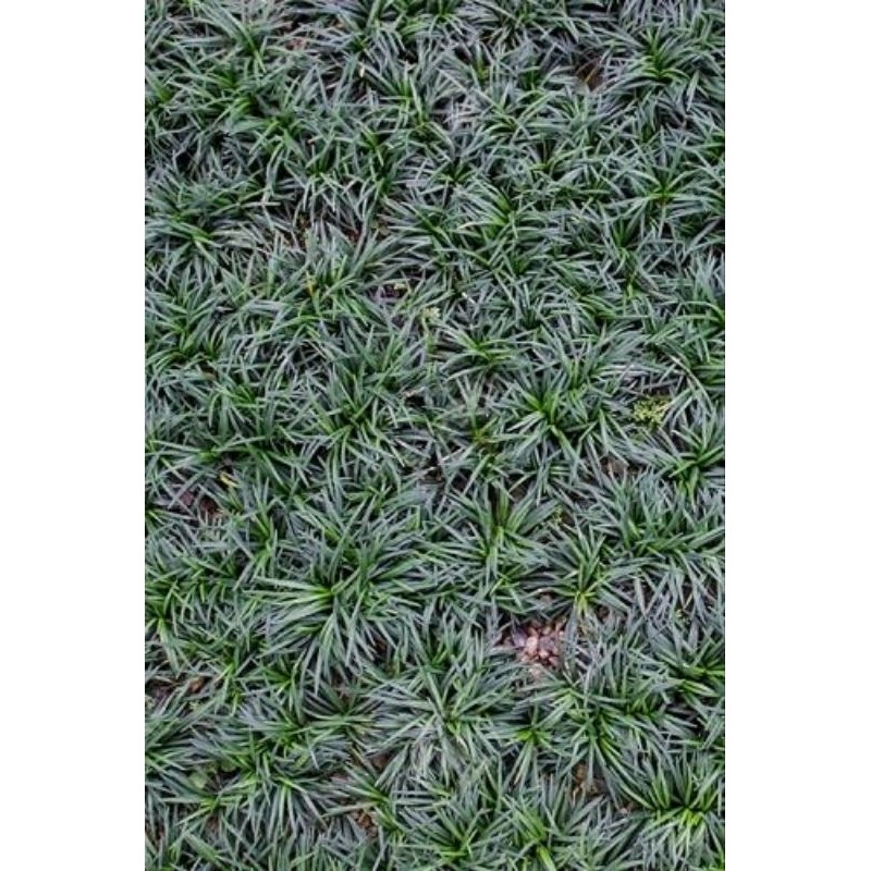 Kucai / Rumput Kucai Mini / 1Kg Rumput Kucai Mini Super Murah / Berkuwalitas