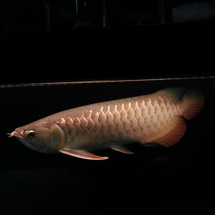 ikan arwana golden red 40 UP dan jardini 40 UP sehat ajib