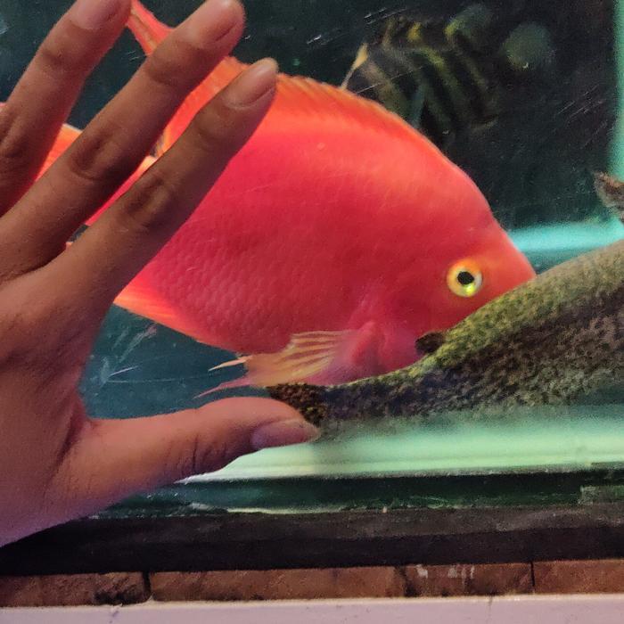 Hiasan Aquarium KKP (kingkong parrot) import Thailand