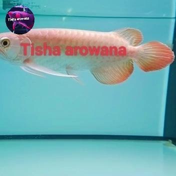arwana super red chili i THIAU lung SR SEPAUK ITL