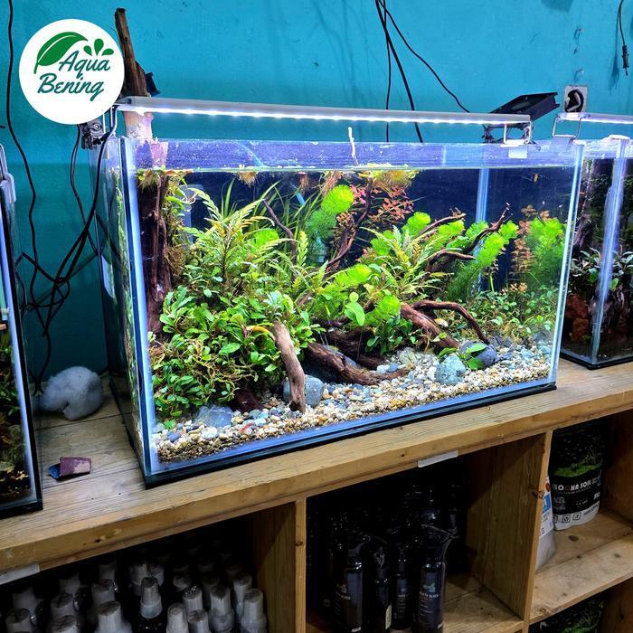 Aquascape full set 60x30x35 cm natural style. aquarium aquascape full set.lengkap dengan filter dan 
