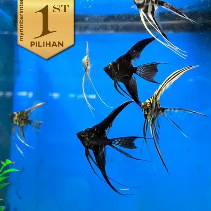 Paket Koloni (isi 10) Manfish Full Black Slayer Ikan Hias Aquascape Hiasan Aquarium Tanaman