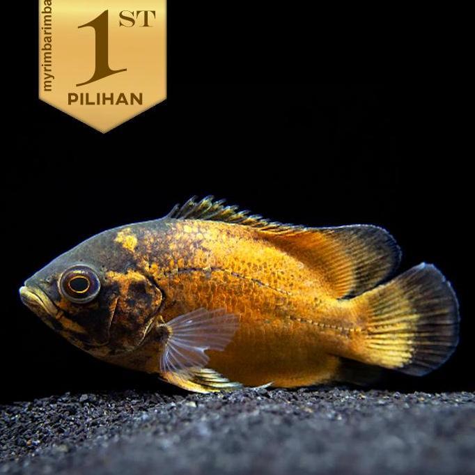 Oscar Paris Tembaga 12 cm++   Ikan Hias Predator Hiasan Aquarium Aquascape