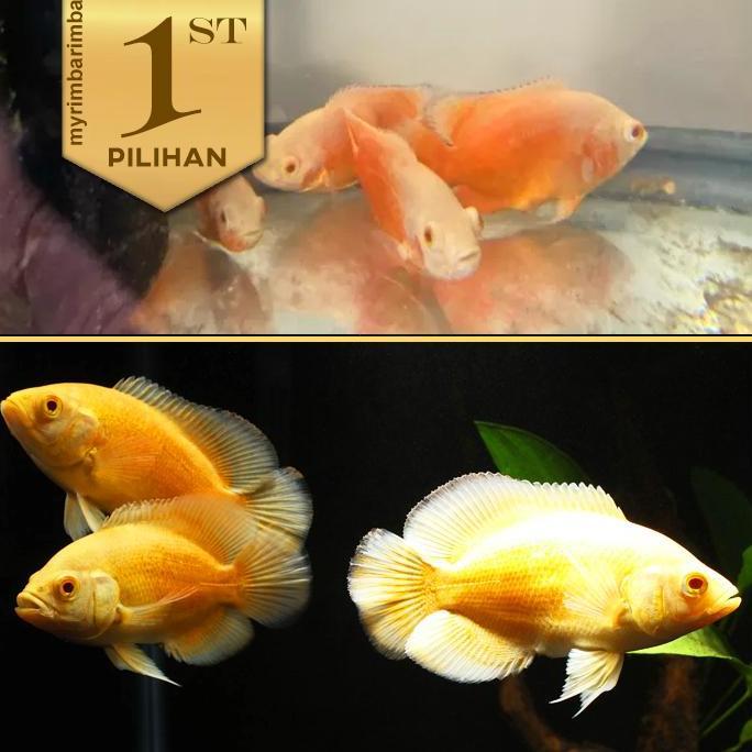 Paket 5 Ekor Oscar Paris Albino Ikan Hias Predator Hiasan Aquarium Aquascapej
