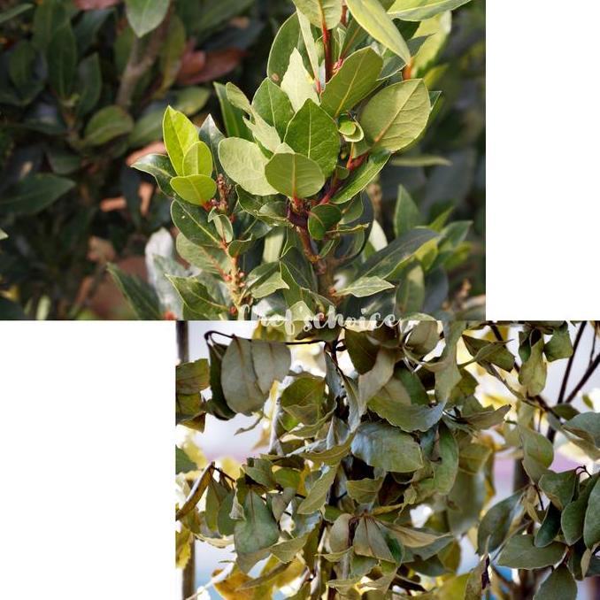 Promo Bayleaf 1 Kg Bay Leaf / Bay Leaves Dry 1 Kg