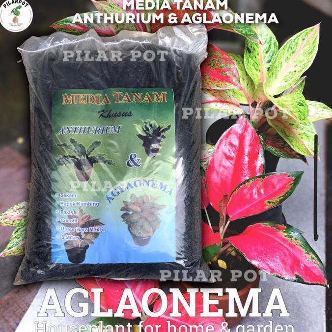Parkz- Media Tanam Organik Khusus Anthurium Aglaonema Siap Pakai - Aglaonema