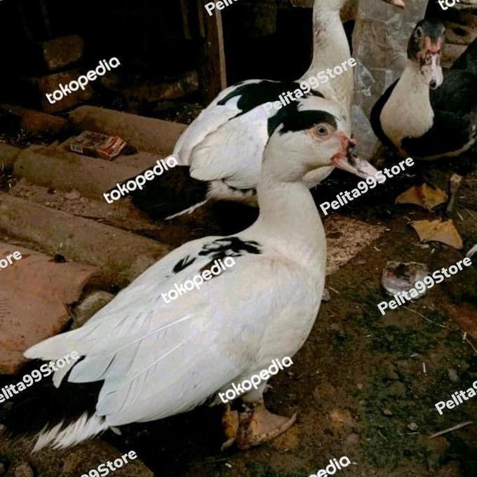 BEBEK ENTOK / MENTOK UKURAN BESAR