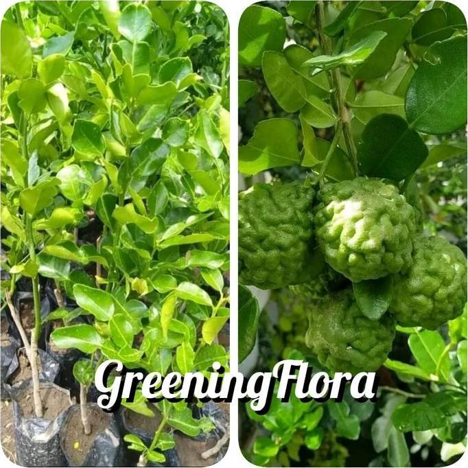 [COD] BIBIT JERUK PURUT OKULASI BIBIT DAUN JERUK DAUN BUMBU MASAK TERBAIK
