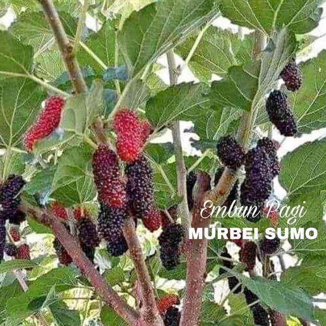 Bibit Buah Murbei Sumo TERJAMI