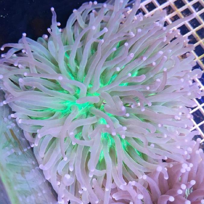 Coral Piring Anemon Hijau Size Besar XL