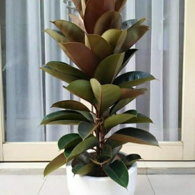 Promo Tanaman Hias Karet Kebo / Karet Kebo Ficus Elastica Maroon + Pot Tawon